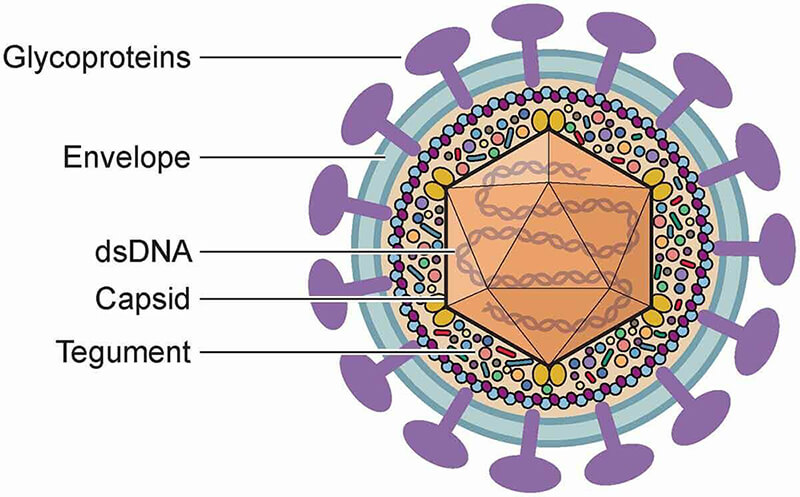 Herpes-Simplex-Virus-Antigens-1